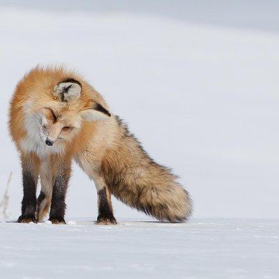 Half Day Grand Teton Wildlife Safari Tour