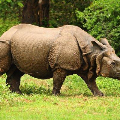 Kaziranga Indian Big Five Wildlife Tour