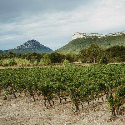 Winetour & food experience in Pic St Loup