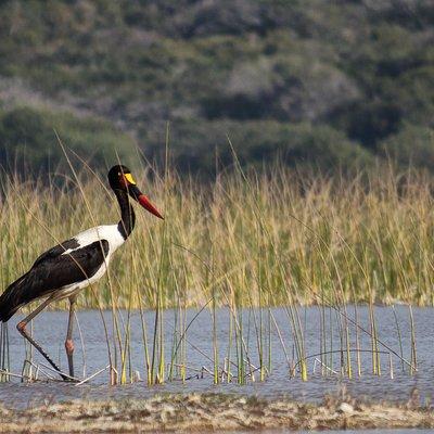 3-Day Guided Tour: Maputo Special Reserve