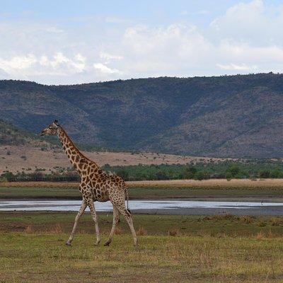 Pilanesberg National Park Day Tour from Pretoria, every SATURDAY