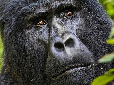 5 days gorilla & Wildlife safari in Uganda