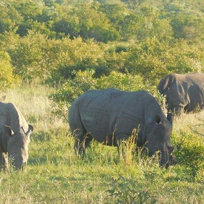 Full-Day Kruger Park Safari from Nelspruit, Whiteriver or Hazyview