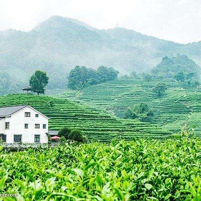 Authentic Hangzhou Longjing Tea Culture Experience Tour 