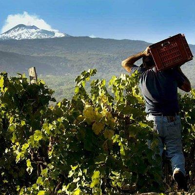 Etna Private tour from Messina Cruise Terminal + Lunch at Winery 