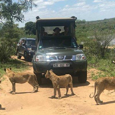 Morning Safari in Kruger National Park from Hazyview (AM KNP)