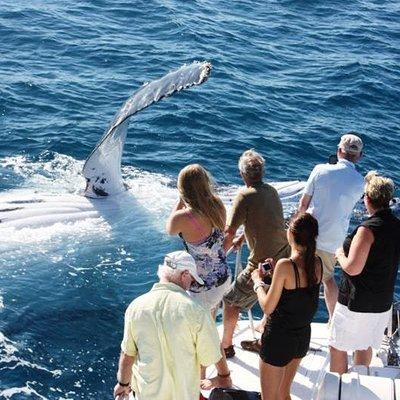 Half-Day Whale Watching Sunset Cruise from Broome