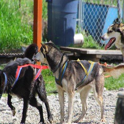 Skagway Shore Excursion: Yukon Dog Sledding and Sightseeing Tour