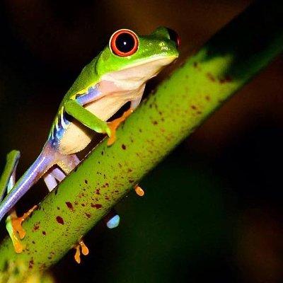 Night wildlife spoting & Jungle walk