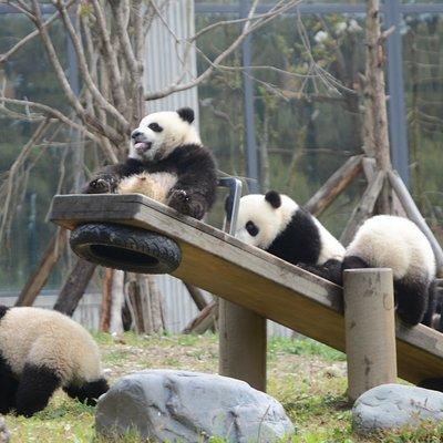 Wolong Panda Base Private Day Tour Optional Volunteering