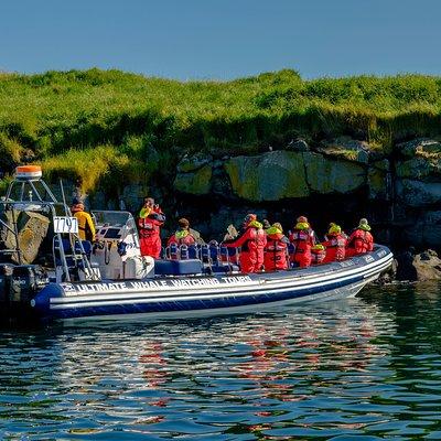 Premium Small-Group Puffin & Bird Watching tour from Reykjavík