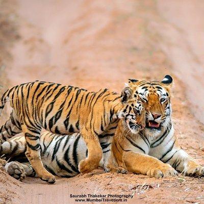 Two Night Tiger Safari Experience at Tadoba National Park &Transfers From Nagpur