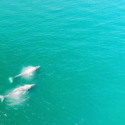 Family and Private Group Whale and Dolphin Watching