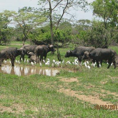 Kanzwa short holiday break -2 Nights Safari Kafue National Park Central Region