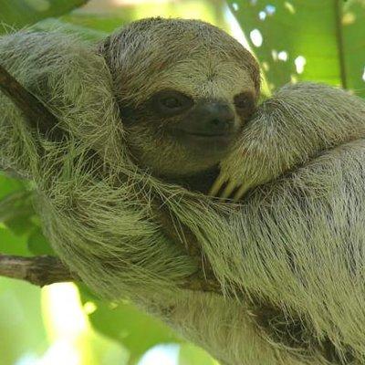 Sloths Observation and Coffee, Chocolate, Sugarcane Experience