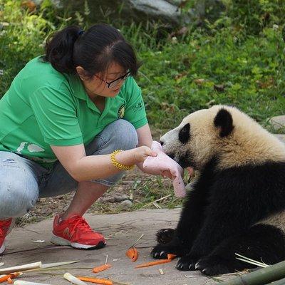 Visiting Dujiangyan Yaan Wolong Panda Base Optional Volunteering