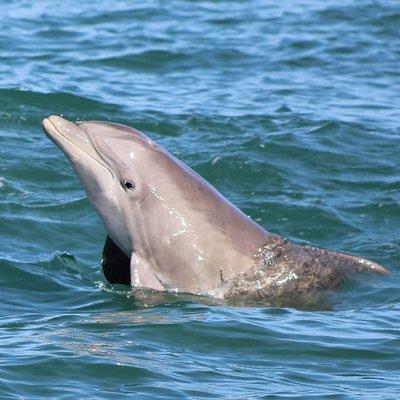 Dolphin and Wildlife Adventure of St. Augustine