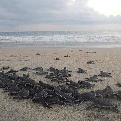 Preserving Baby Sea Turtles And Filling You With Energy In Bioluminescent Lights