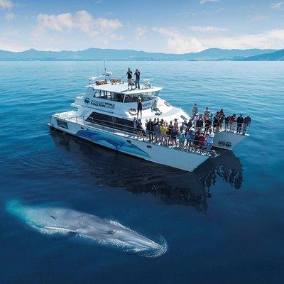 Auckland Dolphin and Whale Watching Eco-Safari Cruise