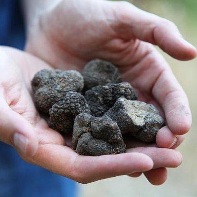Truffle Hunting in Provence