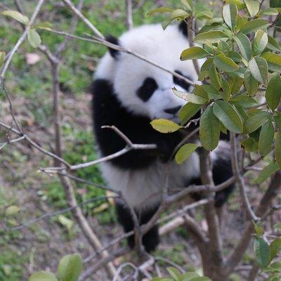  Dujingyan panda and ancient town tour opt keeper or Chengdu base