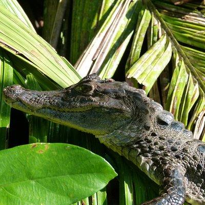 Tortuguero Clasicos - 2 Tours: Canoe and day hike