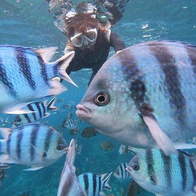 Popular blue cave snorkel! [Okinawa Prefecture] Feeding & photo image free! English, Chinese guide available!