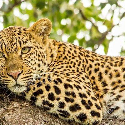 Full Day Safari - Kruger National Park