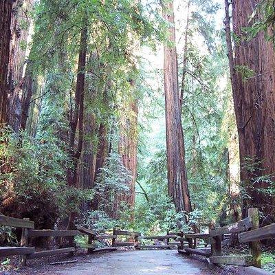 From San Francisco: Guided Tour to Muir Woods Coastal Redwoods