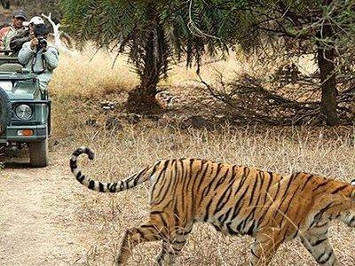 Private 3-Day Ranthambhore Tiger Tour from Agra ending in Jaipur