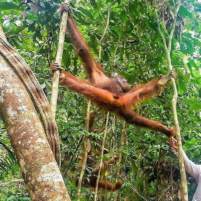 Marvellous Creature Orangutan : Sarawak Semenggoh Wildlife Centre Tour