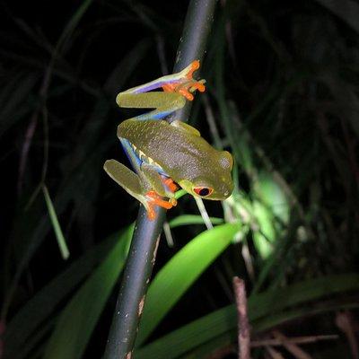 Nocturnal deep jungle hike