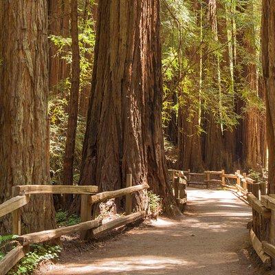 Muir Woods and Sausalito Small-Group Tour