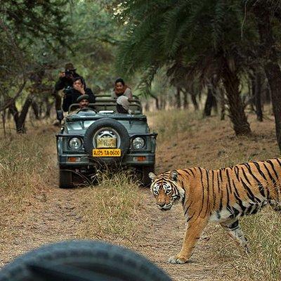 Private 6-Day Ranthambhore Tiger Tour including Delhi, Agra and Jaipur