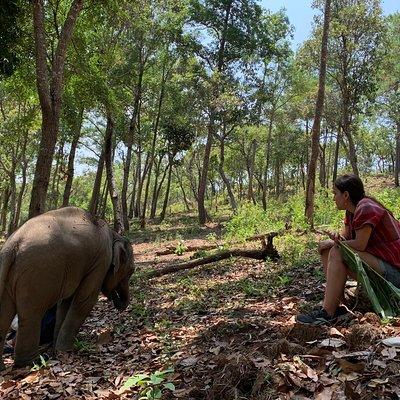 Care Pride Elephants: Full-Day Tour Experience