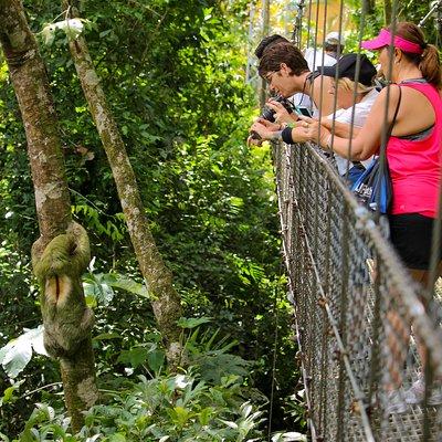 Arenal volcano, hanging bridges and sloth encounter tour.