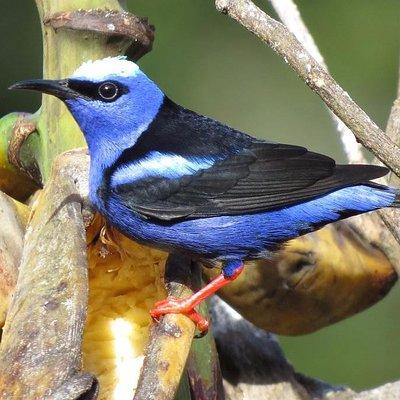 Curi cancha birding Tour with Esteban Daily Guided Tours