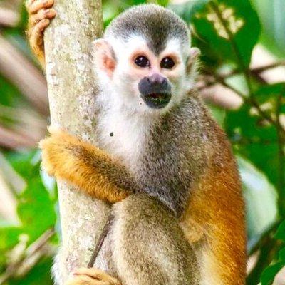 Manuel Antonio National Park Wildlife Tour