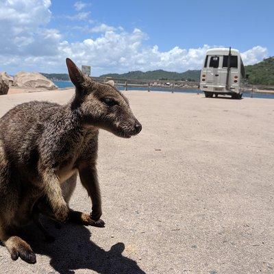 Magnetic Island Tour: Maggie Comprehensive