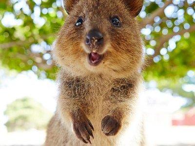 Discover Rottnest with Ferry & Bus Tour