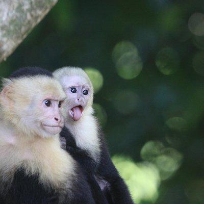 Manuel Antonio National Park Tour