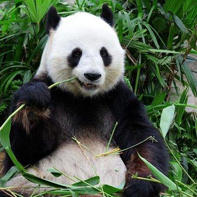 Private Chongqing Day Tour: Panda, E'ling Park, Three Gorges Museum
