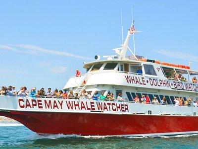 Whale and Dolphin Watching Cruise from Cape May