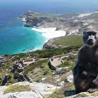 Full Day Cape Peninsula Tour in Private Car 