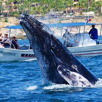 Whale Watching Tour with Free Photos and Guaranteed Sightings