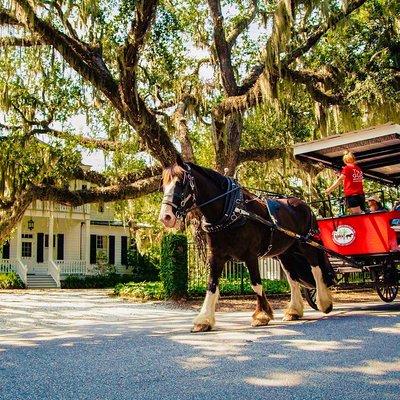 Beaufort’s #1 Horse & Carriage History Tour