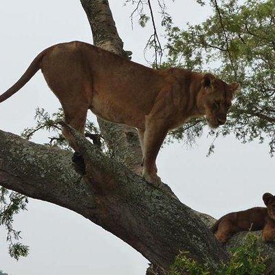 3 days Queen Elizabeth National Park Uganda Safari