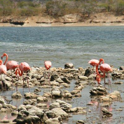 Flamingo & Mangrove Trip with Local Guide