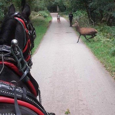 Killarney National Park Tour 