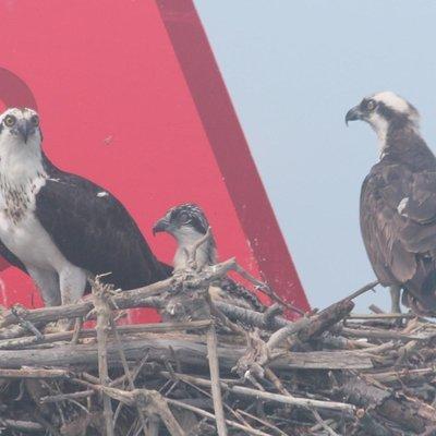 Birding By Boat on the Osprey